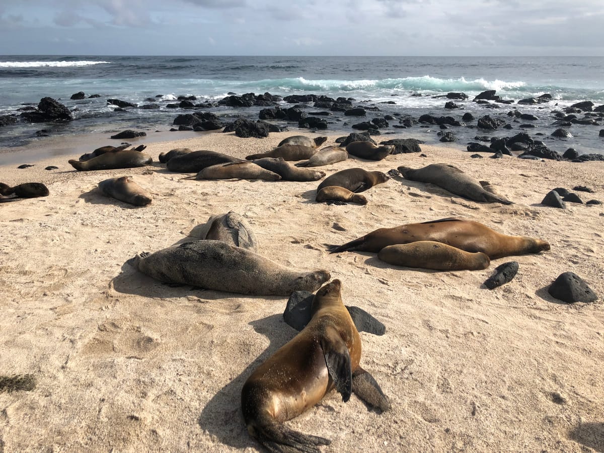 GALAPAGOS Trip 2019